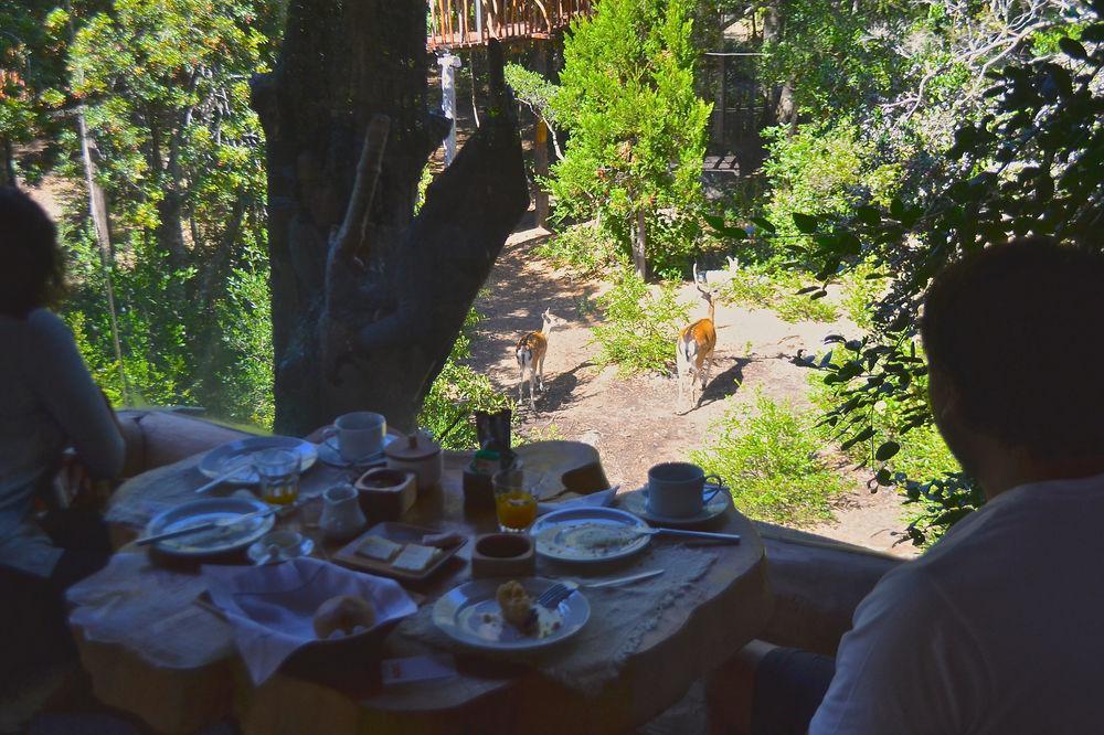 Tree Lodge Nidos De Пукон Экстерьер фото